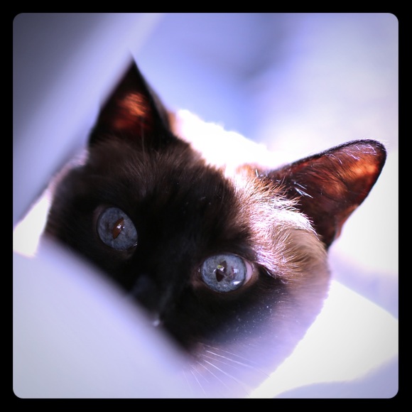 Not For Sale 🐈 - Picture 1 of 1